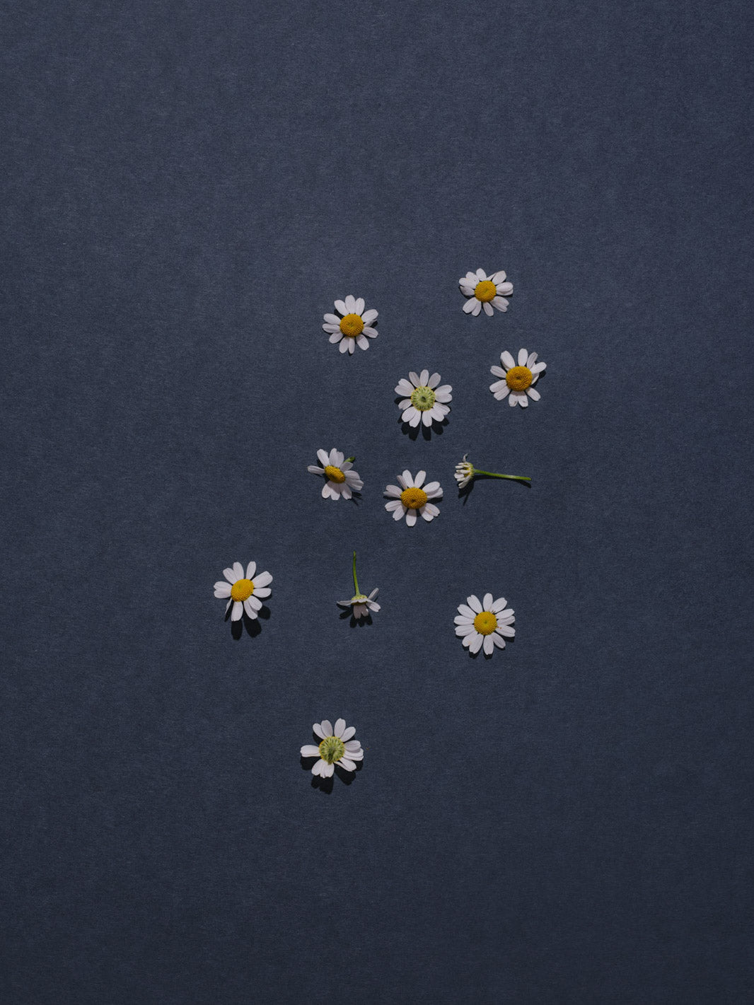 Blumen auf grau/blauem Hintergrund